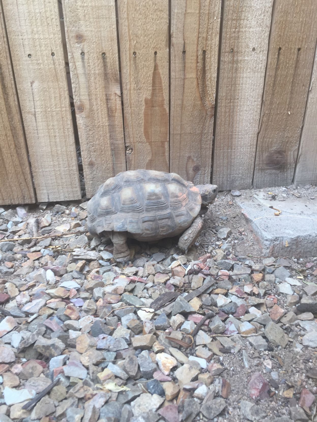 Readers share their desert tortoise photos